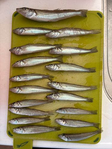 キスの釣果
