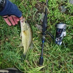 ラージマウスバス