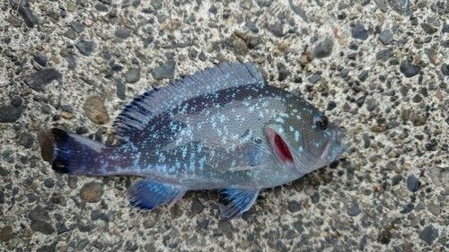 駿河湾