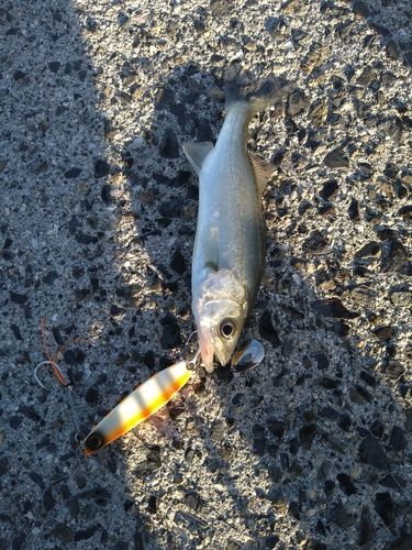セイゴ（マルスズキ）の釣果