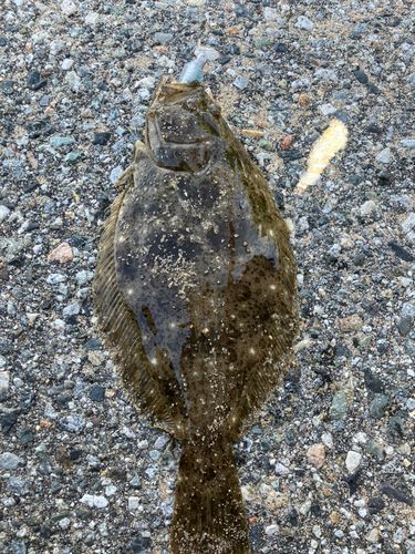 ソゲの釣果