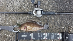 オオモンハタの釣果