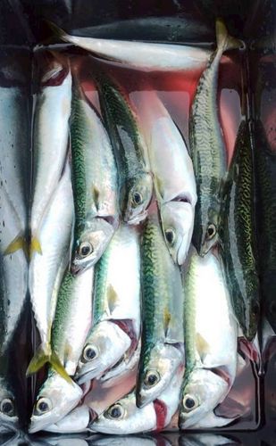 サバの釣果