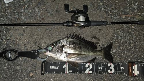 チヌの釣果