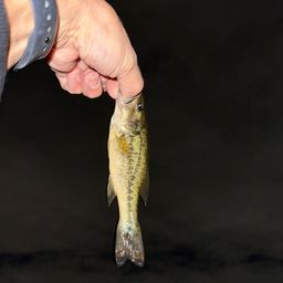 ラージマウスバス