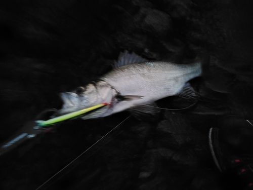 フッコ（ヒラスズキ）の釣果