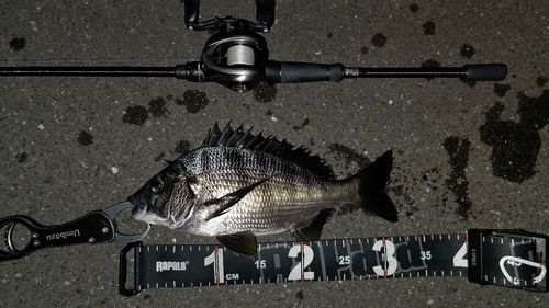チヌの釣果
