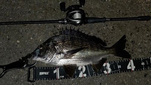 チヌの釣果