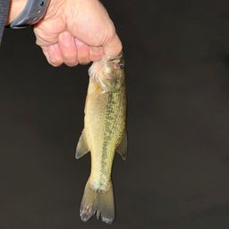 ラージマウスバス