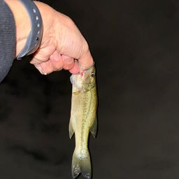 ラージマウスバス