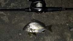 キビレの釣果