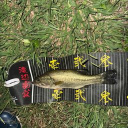 ラージマウスバス