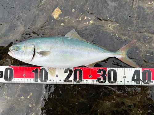 イナダの釣果
