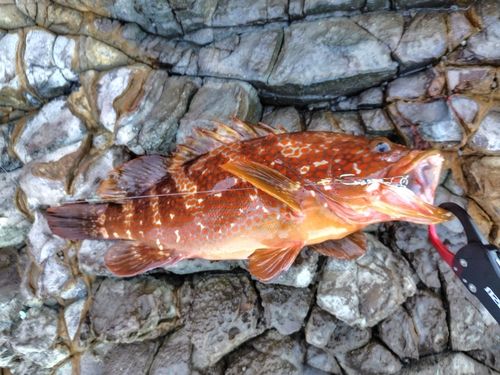 キジハタの釣果