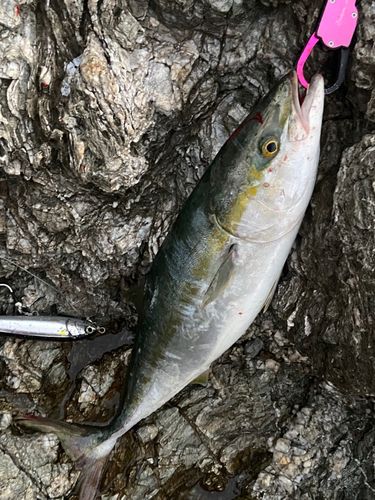 ハマチの釣果