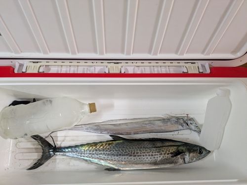 サワラの釣果