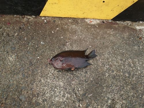 クロスズメダイの釣果