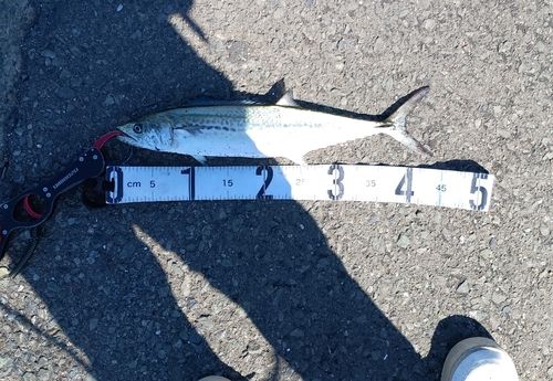 サゴシの釣果