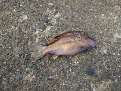 キタマクラの釣果