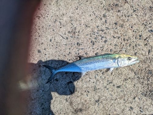 サゴシの釣果