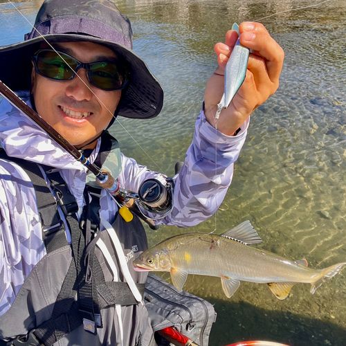 アユの釣果