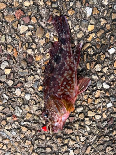 カサゴの釣果