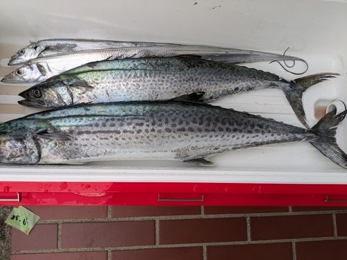 サワラの釣果