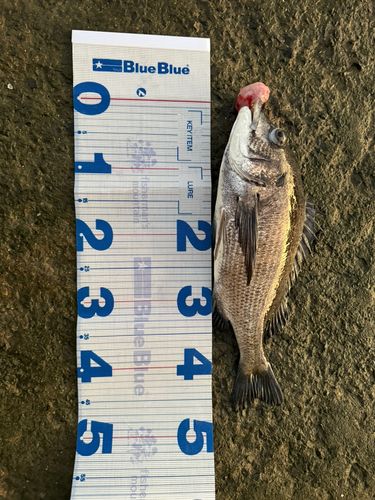 チヌの釣果
