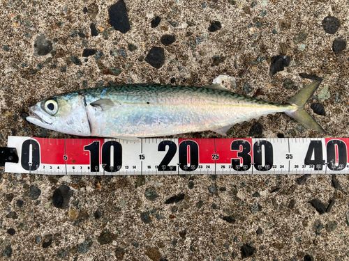 サバの釣果