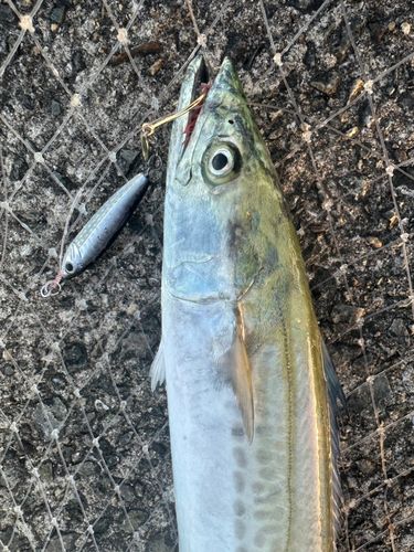 サゴシの釣果