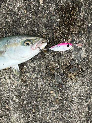 ハマチの釣果