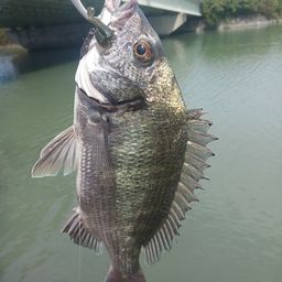 ミナミクロダイ