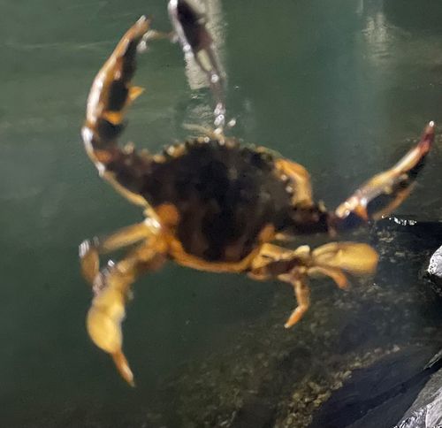 イシガニの釣果