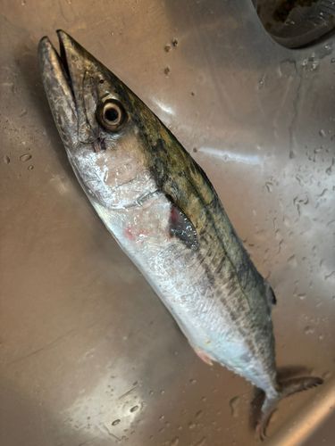 サゴシの釣果
