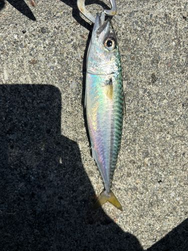 釜石湾