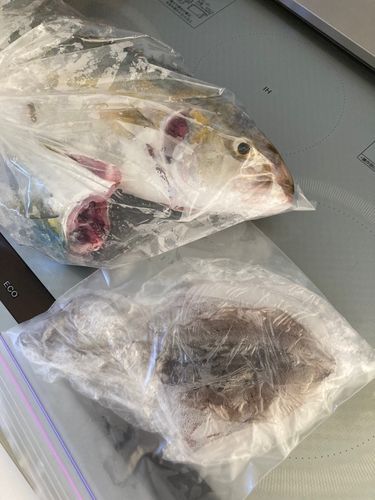 ネリゴの釣果
