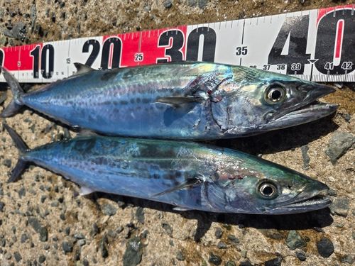 サゴシの釣果