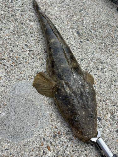 マゴチの釣果