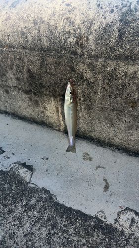 キスの釣果