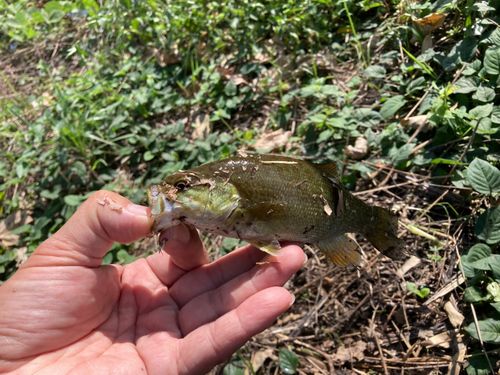 スモールマウスバスの釣果