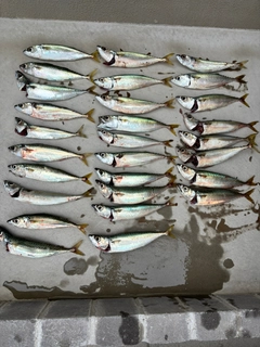 サバの釣果