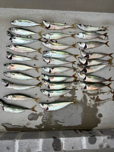 表浜名湖