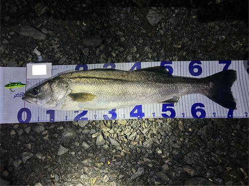 シーバスの釣果