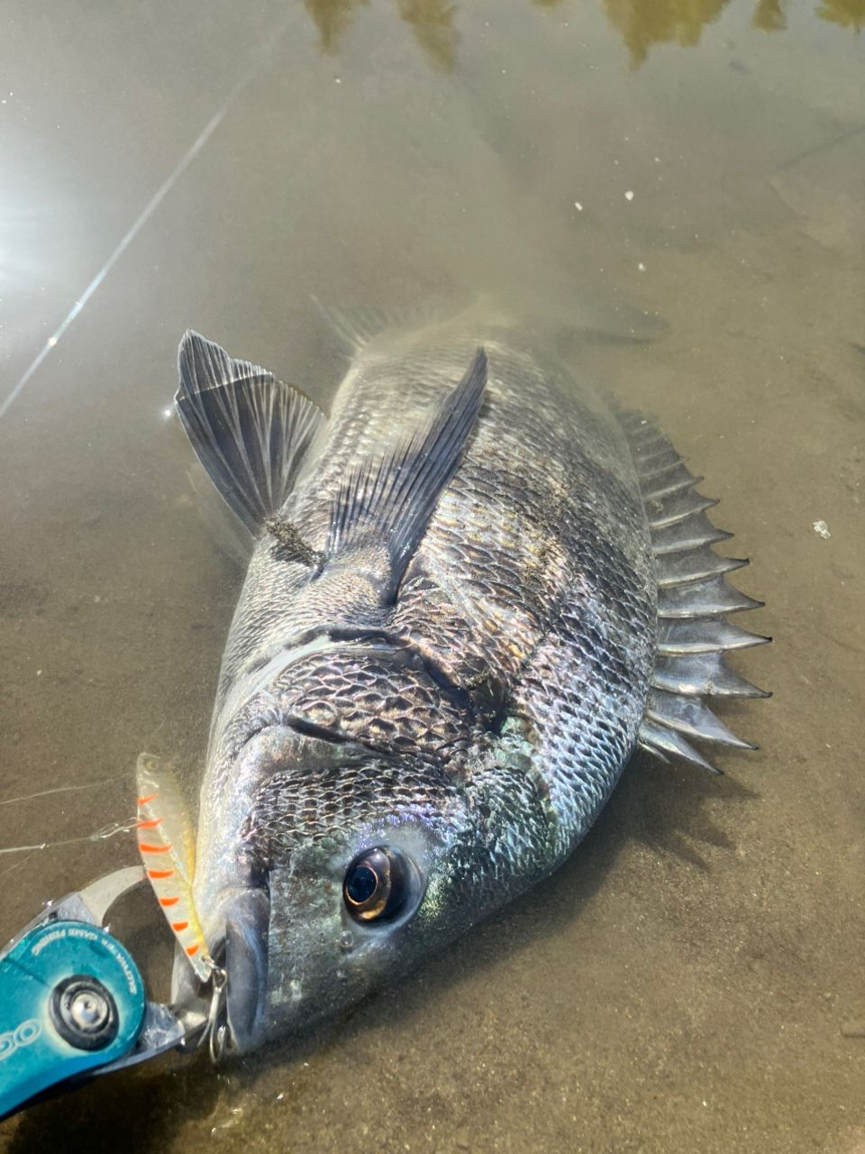 クロダイ