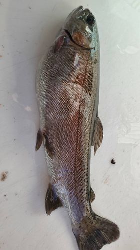 ニジマスの釣果