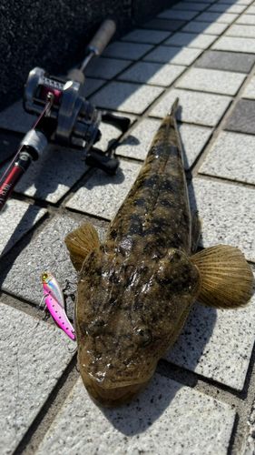 マゴチの釣果