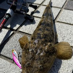 マゴチ