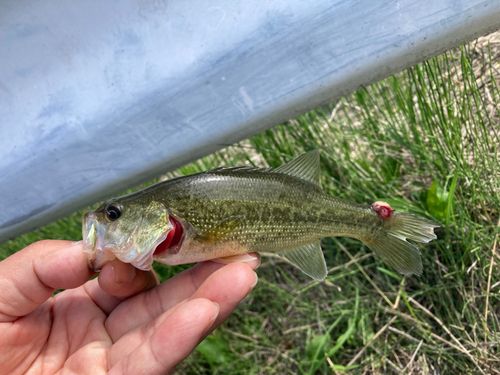 ラージマウスバスの釣果