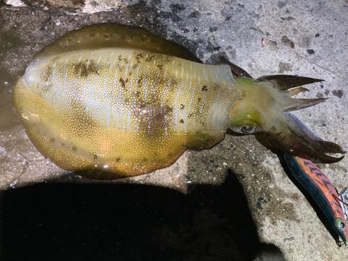 知多湾