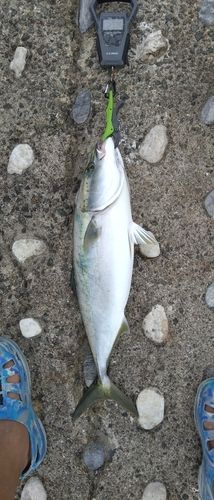 メジロの釣果